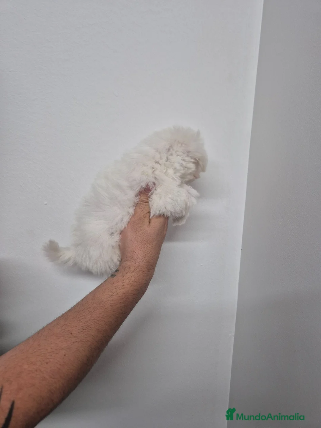 Bichón Maltés perros en venta: Bichon Maltes  - Anuncio 2