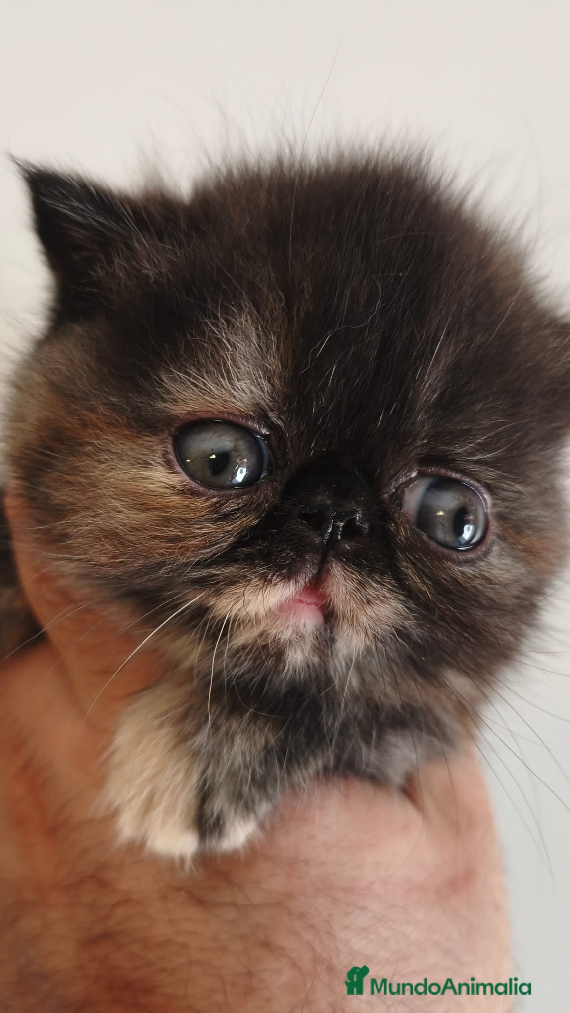 Exótico de Pelo Corto gatos exoticos - Anuncio 2