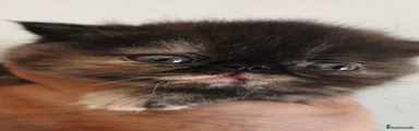 Exótico de Pelo Corto Gatito 2