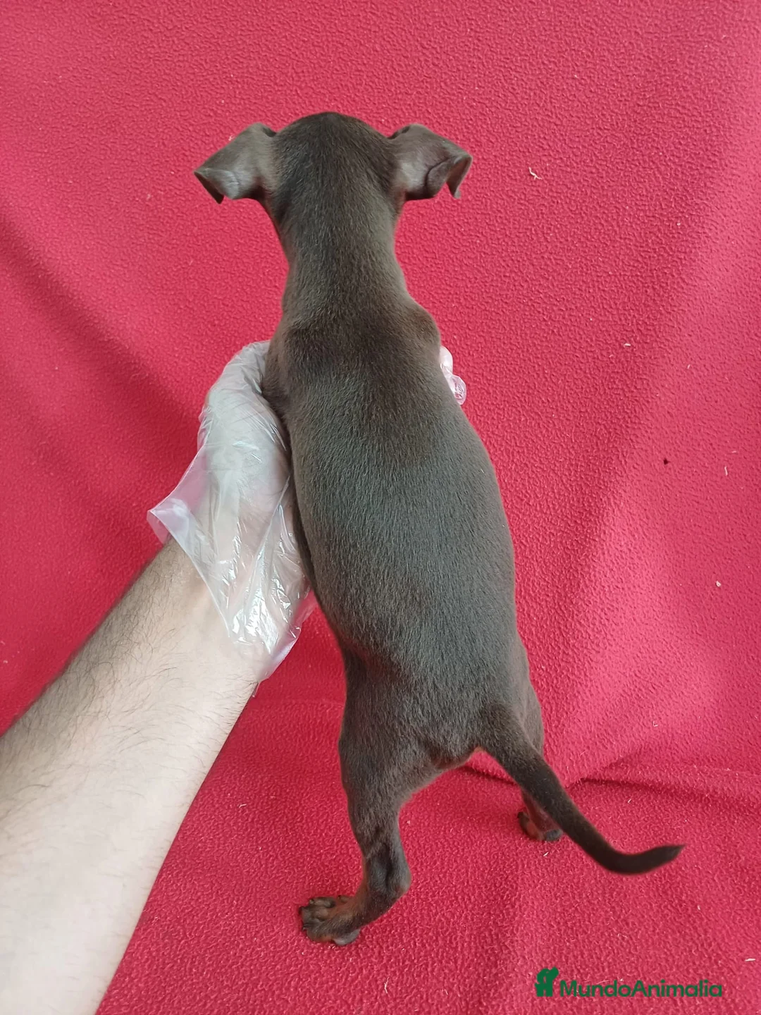 Pinscher Miniatura perros en venta: MiniPincher Chocolate  - Anuncio 4
