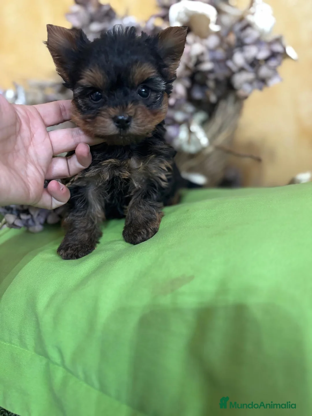 Yorkshire Terrier perros en venta: Yorkshire toy macho y hembra  - Anuncio 1
