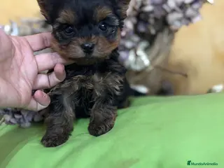 Yorkshire Terrier perros Yorkshire toy macho y hembra - Anuncio 2