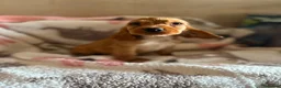 Cocker Spaniel Inglés perros en venta: CACHORRAS COCKER INGLÉS DORADAS  - Anuncio 6