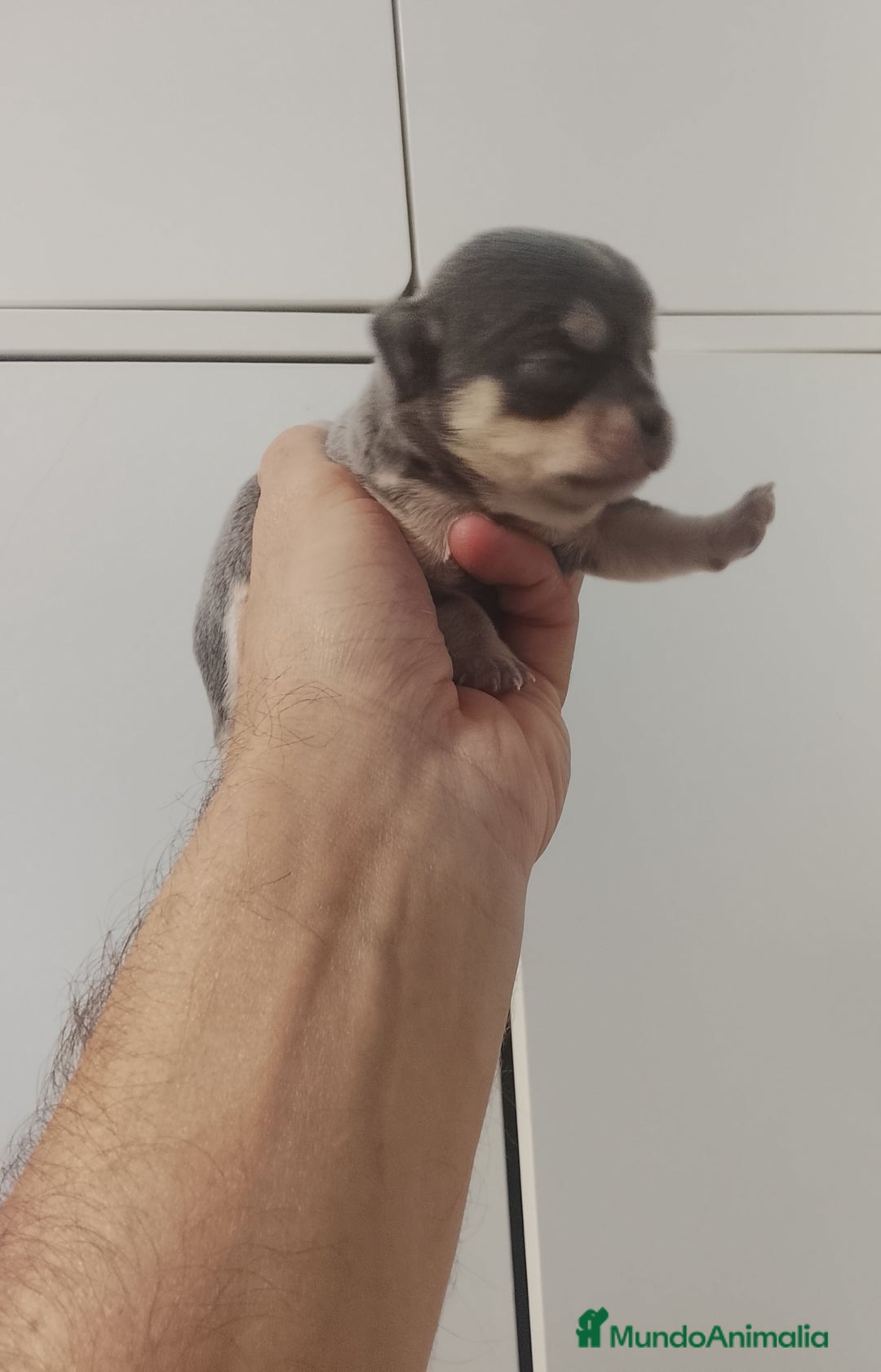 Chihuahua perros en venta: Camada de chihuahuas cabeza manzana - Anuncio 2
