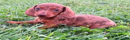 Teckel Miniatura perros en venta: Teckel Kaninchen Merle chocolate - Anuncio 4