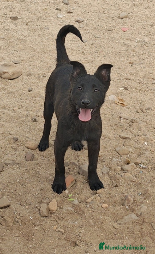 Pastor Holandés perros Pastor holandes - Anuncio 15