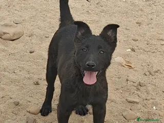 Pastor Holandés perros Pastor holandes - Anuncio 15