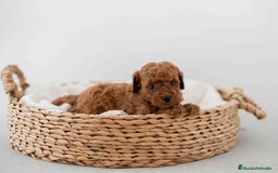 Caniche Toy perros en venta: Caniche toy macho - Imagen 2