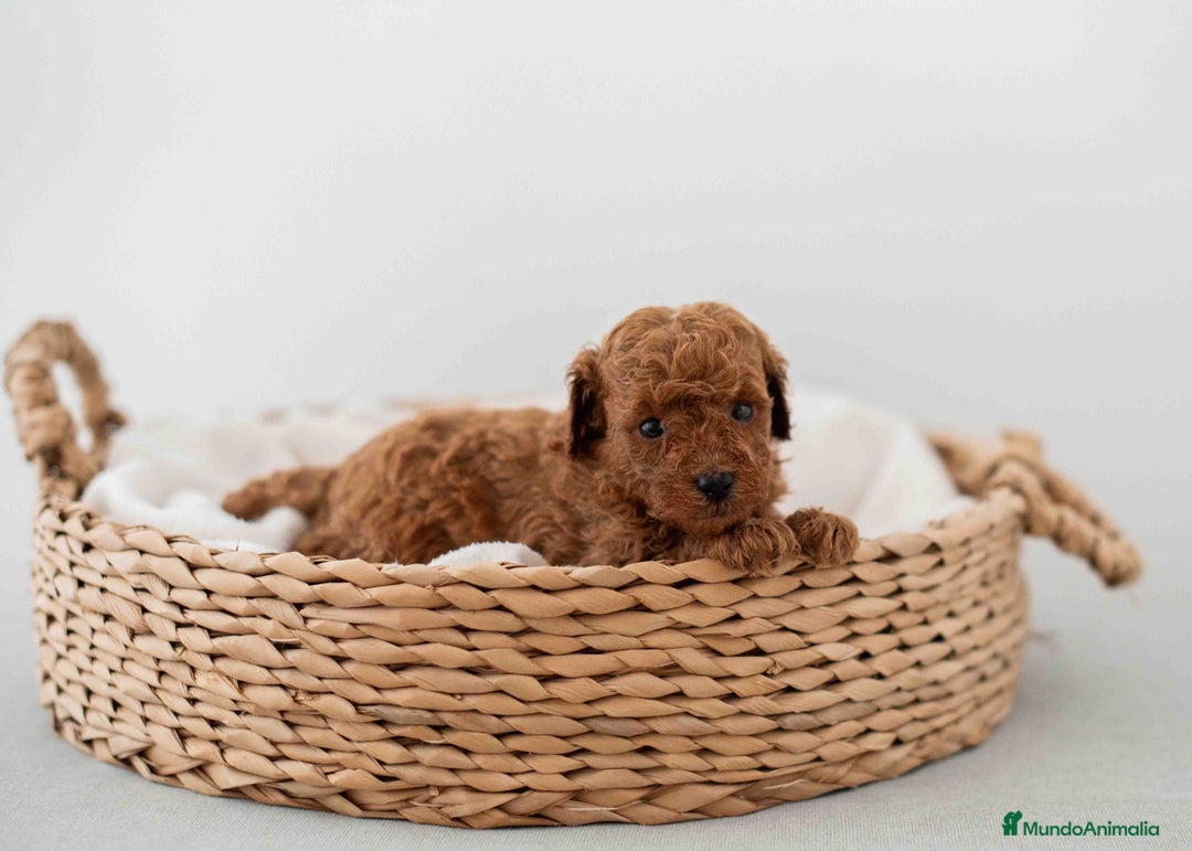 Caniche Toy perros en venta: Caniche toy macho - Imagen 2