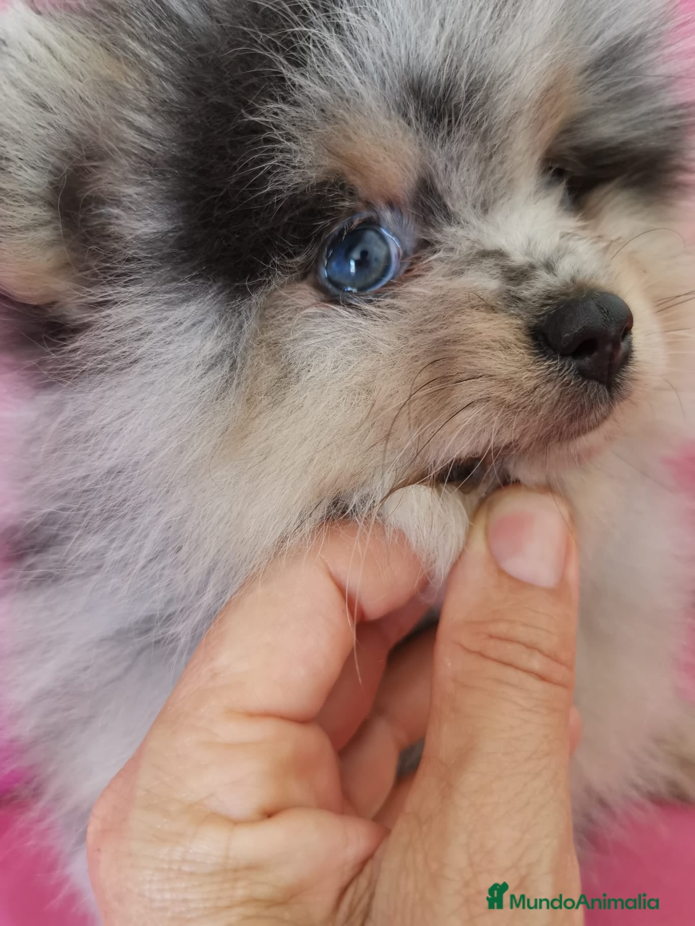 Pomerania perros Pomerania TOY ♂️♀️ Merle, Crema, Black&Tand - Anuncio 1