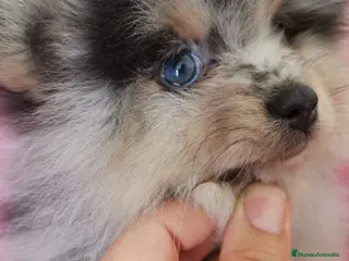 Pomerania perros Pomerania TOY ♂️♀️ Merle, Crema, Black&Tand - Anuncio 1