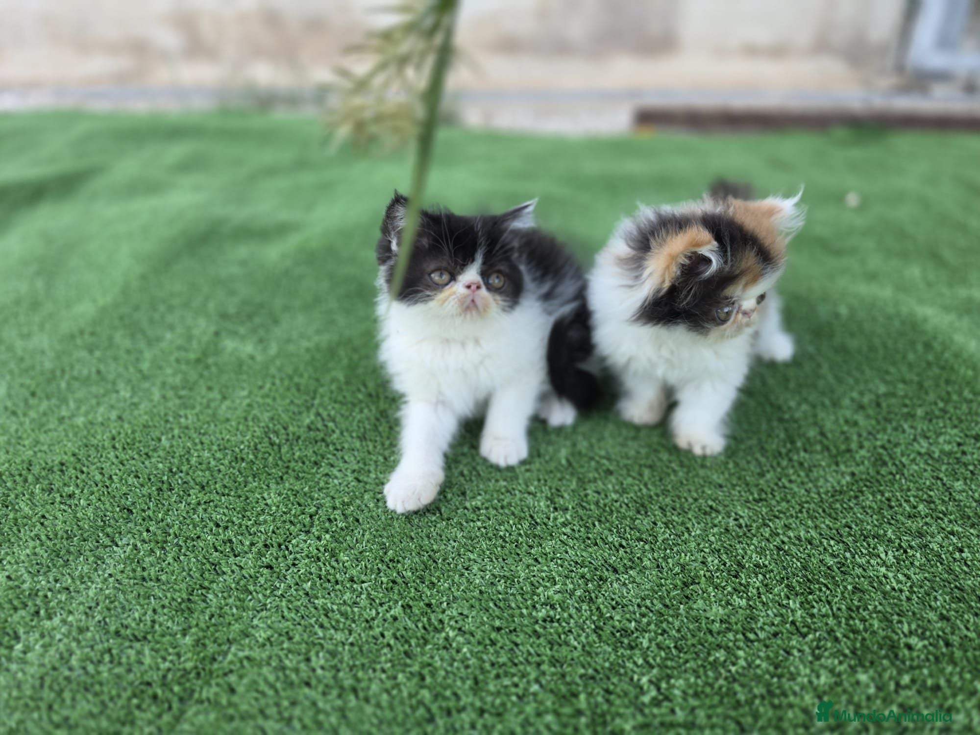 Persa gatos Gatitos persa - Anuncio 1