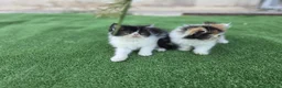 Persa gatos en venta: Gatitos persa - Anuncio 1
