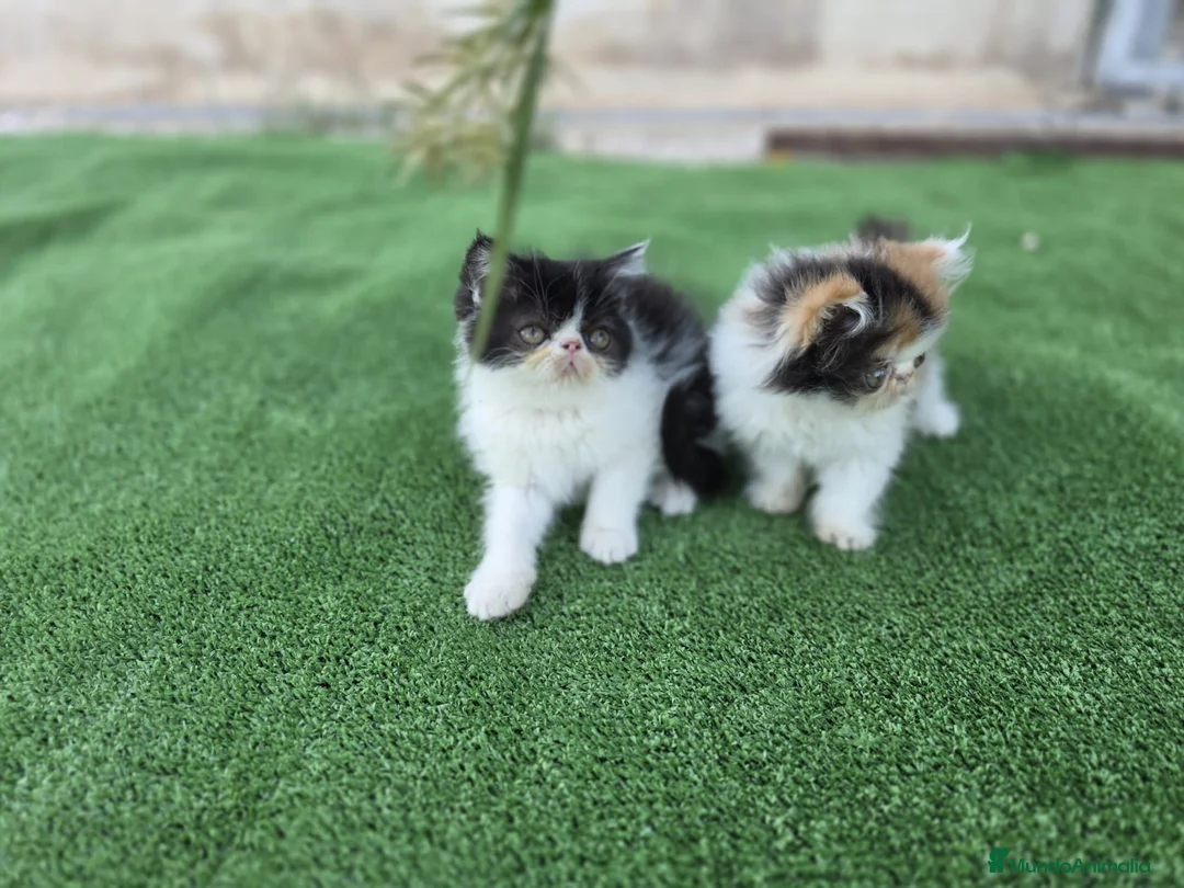 Persa gatos en venta: Gatitos persa - Anuncio 1