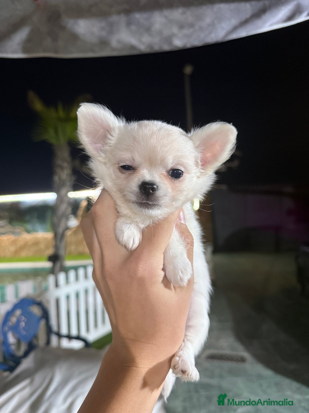 Chihuahua perros en venta: Excelente chihuahua - Imagen 2