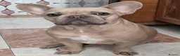 Bulldog Francés perros en venta: Bulldog Frances exotic - Anuncio 6