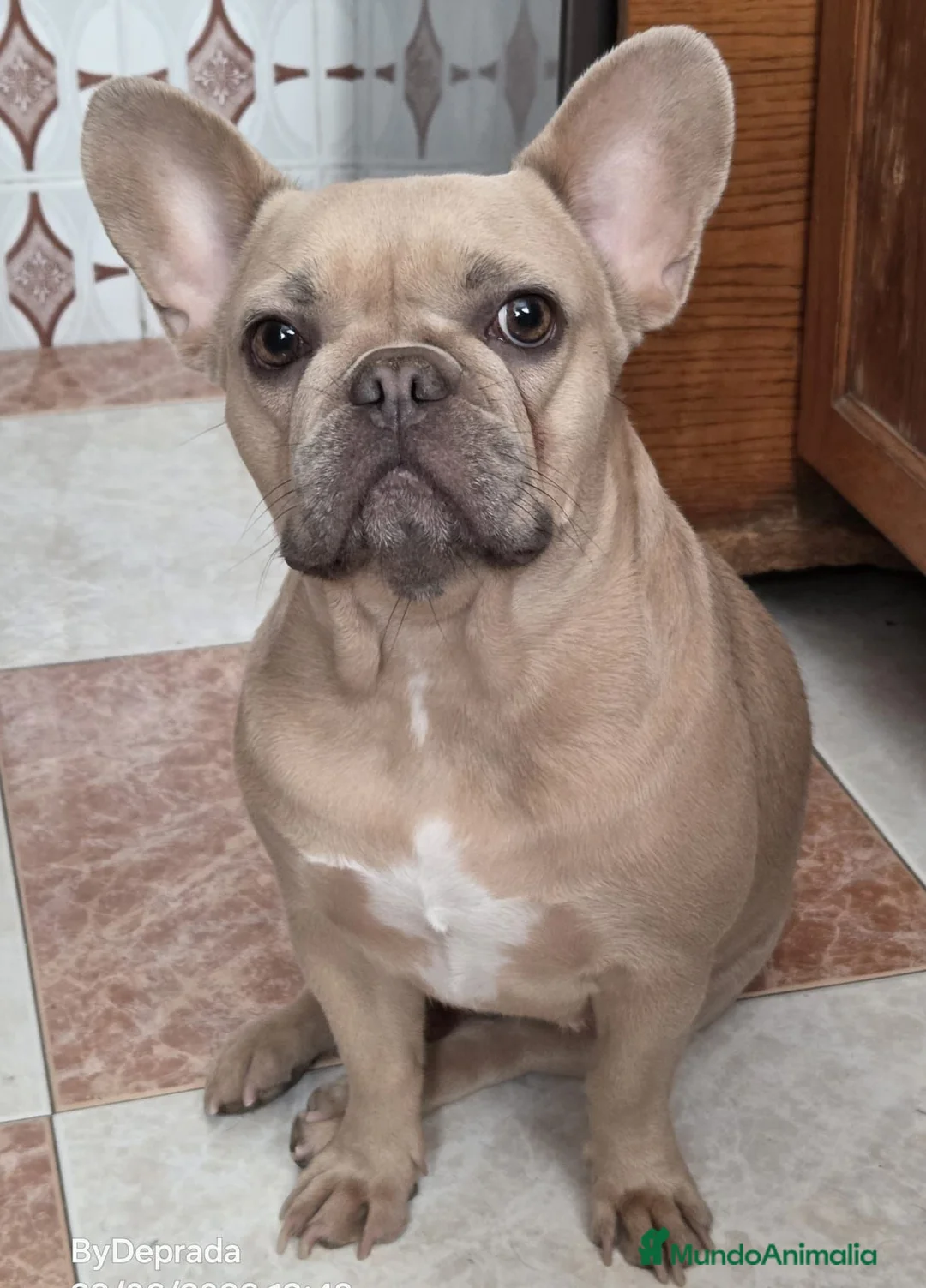 Bulldog Francés perros en venta: Bulldog Frances exotic - Anuncio 6