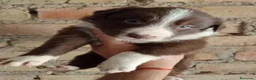 Border Collie perros en venta: Bordes collie  - Anuncio 4