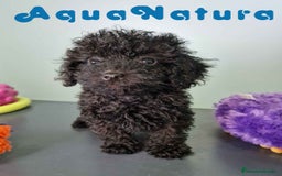 Caniche Toy perros en venta: Caniche Hembra CJMM 4170 AQUANATURA - Imagen 6