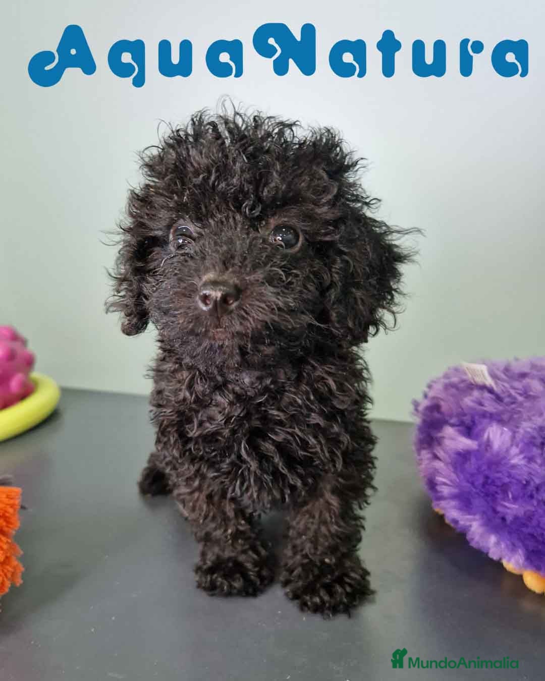 Caniche Toy perros en venta: Caniche Hembra CJMM 4170 AQUANATURA - Imagen 6