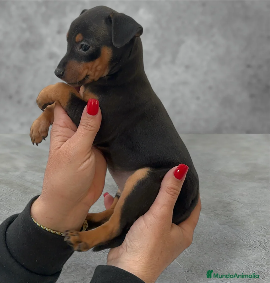Pinscher Miniatura perros en venta: Preciosas pinscher miniatura - Anuncio 2