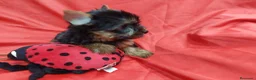 Yorkshire Terrier perros en venta: YORKSHIRES TOYS MACHOS EXCLUSIVOS - Anuncio 2