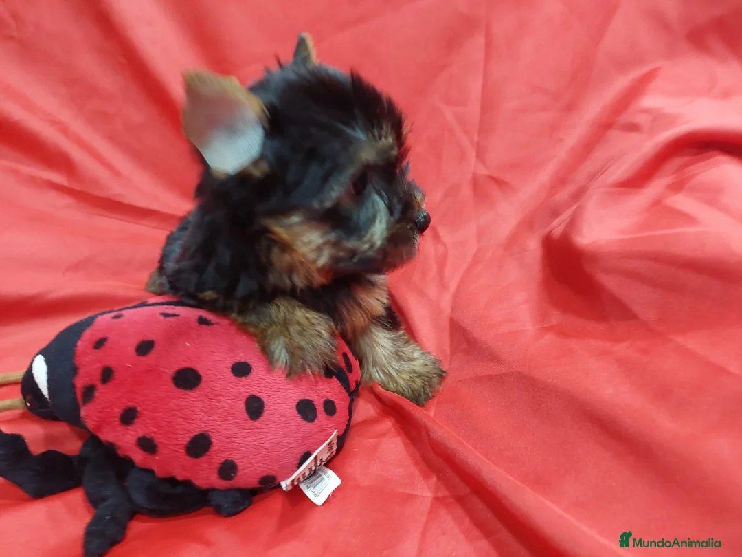 Yorkshire Terrier perros en venta: YORKSHIRES TOYS MACHOS EXCLUSIVOS - Anuncio 2