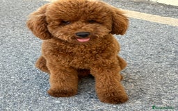 Caniche Enano perros para monta: Caniche enano para montas - Imagen 1