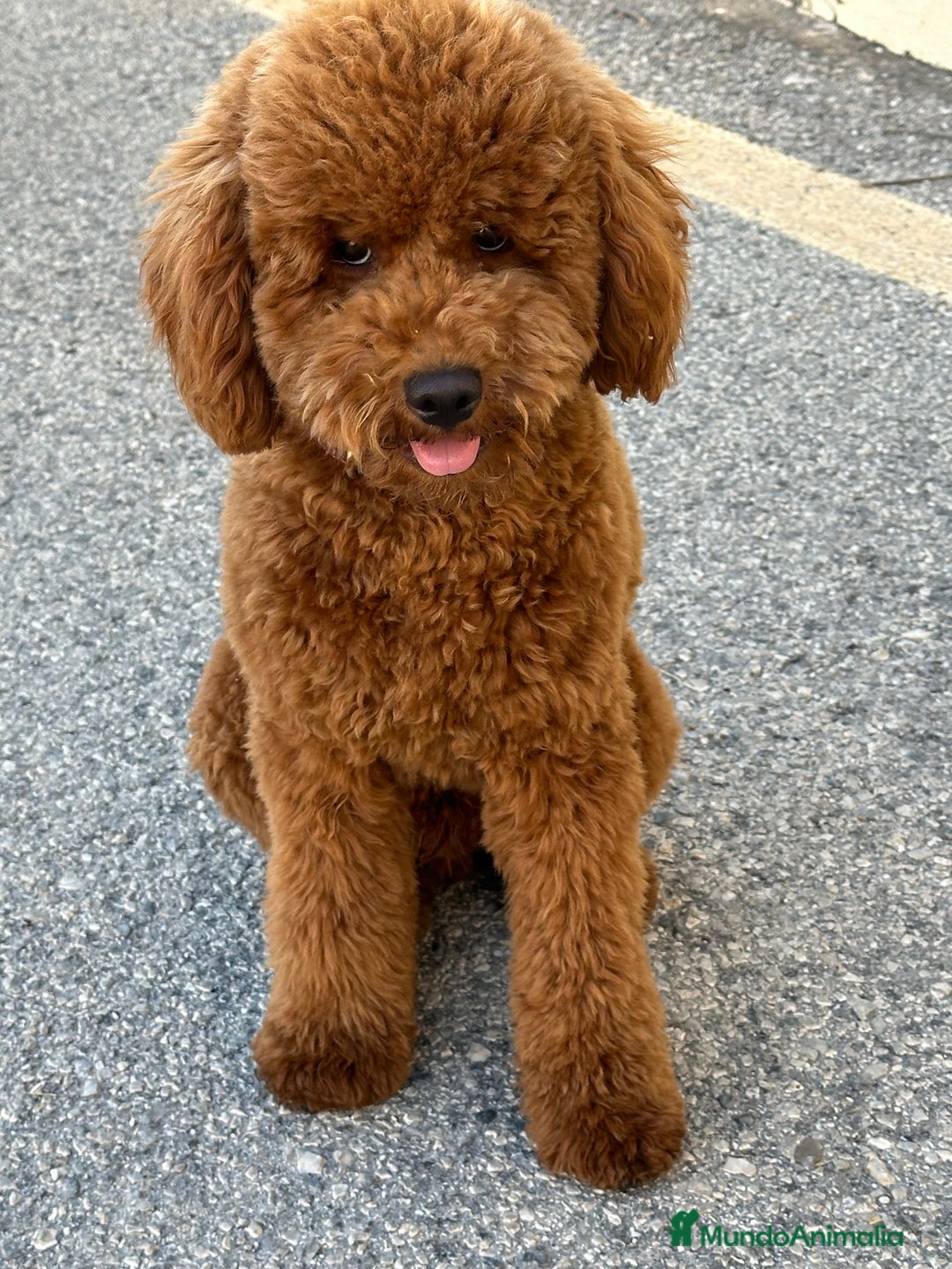 Caniche Enano perros para monta: Caniche enano para montas - Imagen 1