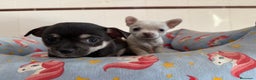 Chihuahua perros en venta: Cachorros machos chihuahuas - Anuncio 4