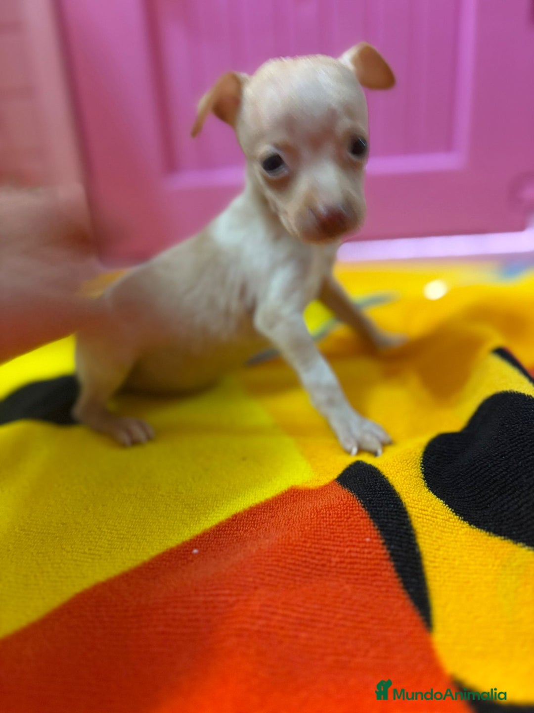 Ratón de Praga perros en venta: Ratón de Praga  - Imagen 15