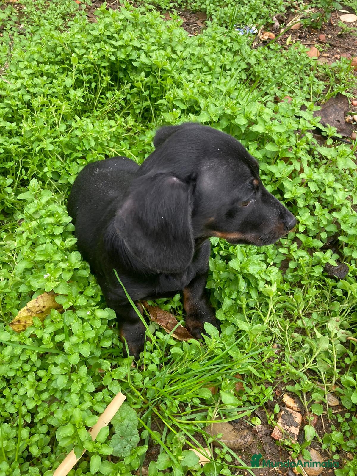 Teckel perros Teckel macho  - Anuncio 2