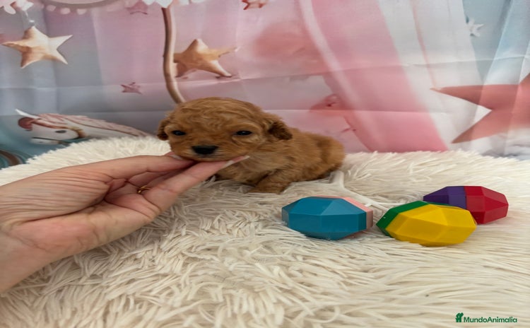 Caniche Toy perros Caniche toy Apricot  - Anuncio 1