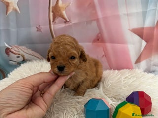 Caniche Toy perros Caniche toy Apricot - Anuncio 1