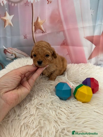 Caniche Toy perros Caniche toy Apricot - Anuncio 3