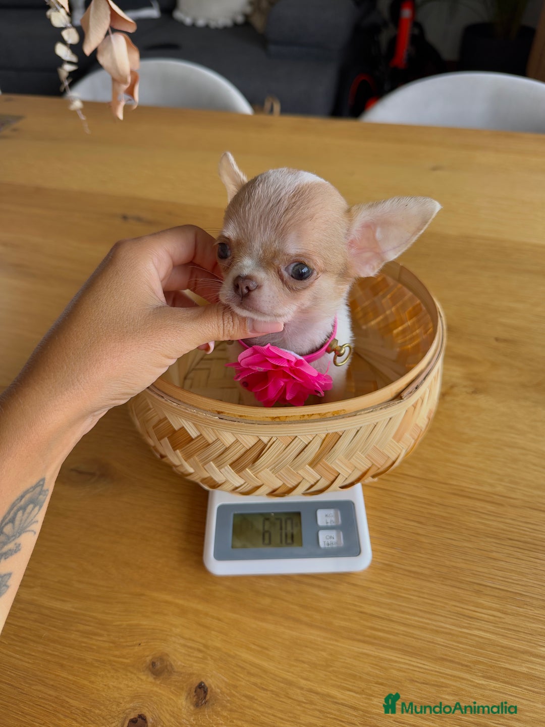 Chihuahua perros en venta: CHIHUAHUA TOY - Imagen 2