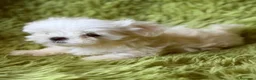 Bichón Maltés perros en venta: BICHÓN MALTÉS COREANO - Anuncio 2