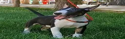 Bull Terrier perros en venta: Vegabulls De Las Morenas - Anuncio 5