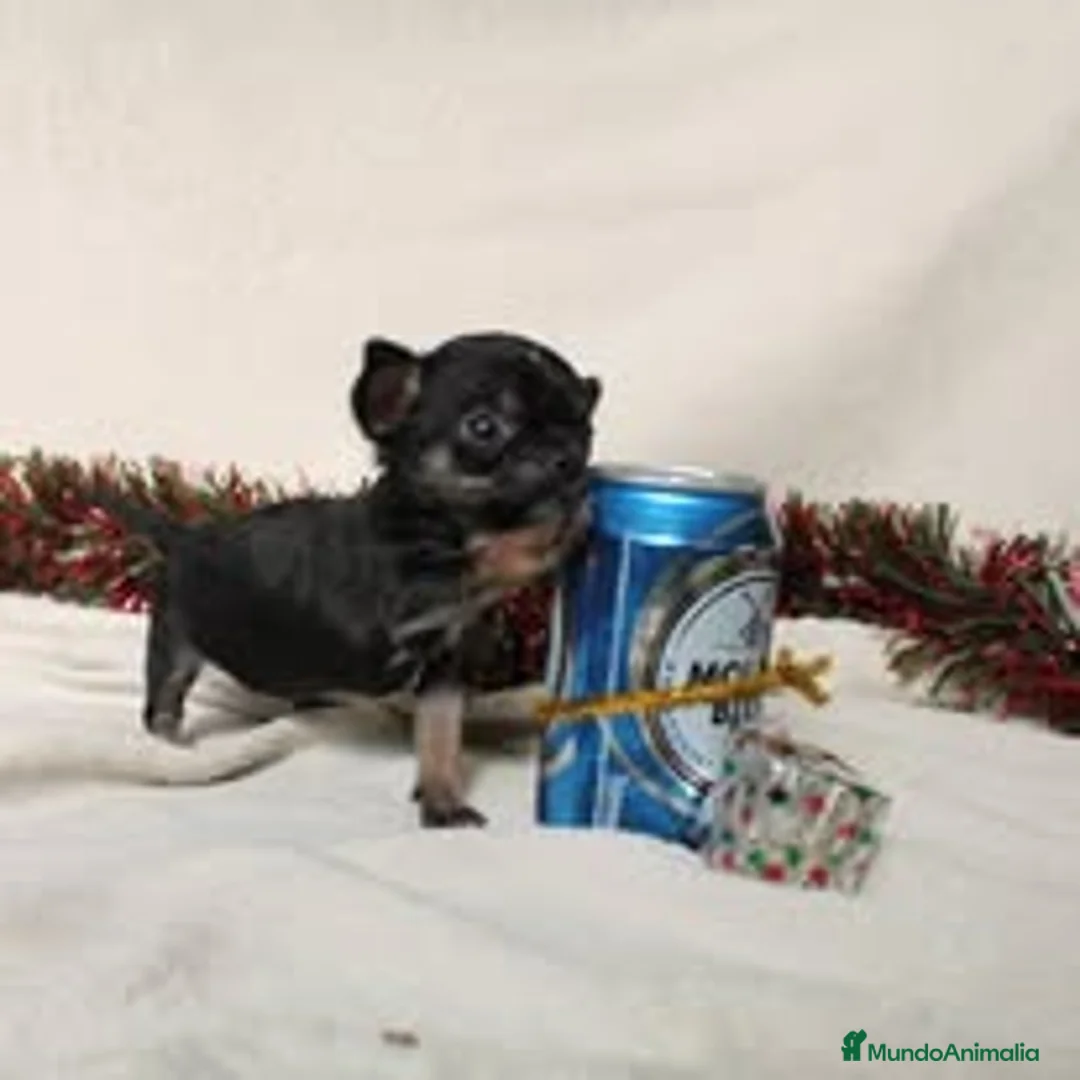 Chihuahua perros en venta: chihuahuas linea Ruso - Anuncio 1