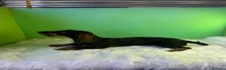 Teckel Miniatura perros en venta: Teckel pelo duro - Anuncio 3