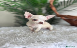 Chihuahua perros en venta: CHIHUAHUA HEMBRA - Imagen 7