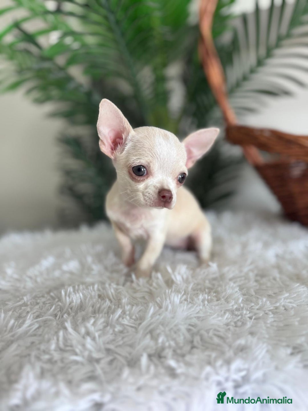 Chihuahua perros en venta: CHIHUAHUA HEMBRA - Imagen 7