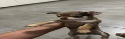 Chihuahua perros en venta: Cachorros de Chihuahua 🐾🐶 en Alicante - Anuncio 7