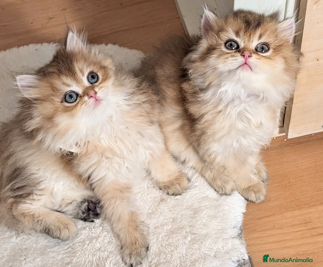 Británico de Pelo Largo gatos en venta: gatitos british longhair 📍lineas excepcionales - Anuncio 11