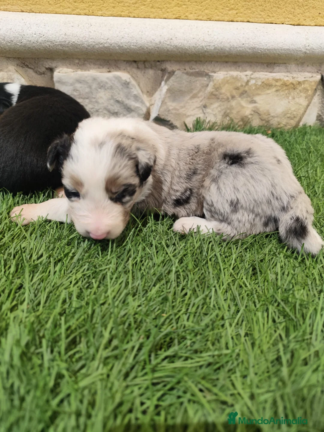 Border Collie perros en venta: Hembra Border collie Tri blue choco - Anuncio 2
