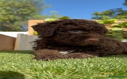 Perro de Agua Español perros en venta: PERRO DE AGUA HEMBRA - Imagen 15