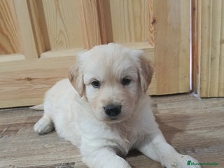 Golden Retriever perros - Anuncio 7