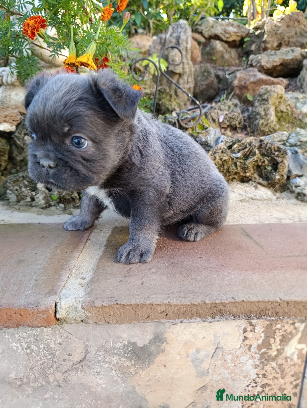Bulldog Francés perros Bulldog Francés Machos y Hembras - Anuncio 5