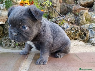 Bulldog Francés perros Bulldog Francés Machos y Hembras - Anuncio 24