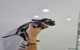 Chihuahua perros en venta: Increíbles chihuahuas toy merles - Imagen 10